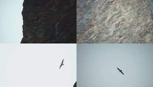 一群海鸥在温暖的日落天空中飞过海洋海鸥缓高清在线视频素材下载