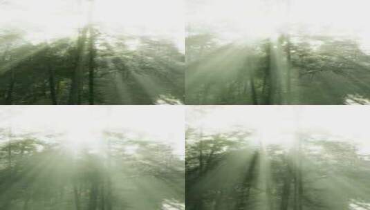 阳光穿过竹林高清在线视频素材下载