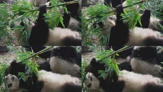 躺在地上吃竹叶的大熊猫高清在线视频素材下载