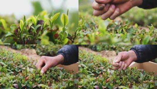 茶园采茶手部特写高清在线视频素材下载