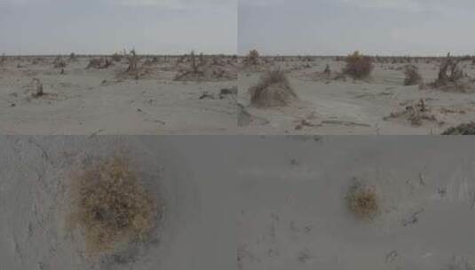 沙漠中的胡杨树高清在线视频素材下载