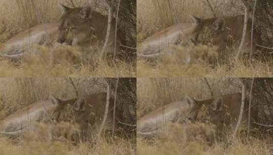美洲狮在高高的草丛中狩猎高清在线视频素材下载
