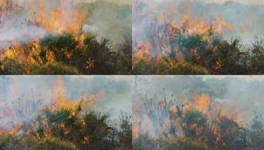 雨林大火火灾高清在线视频素材下载