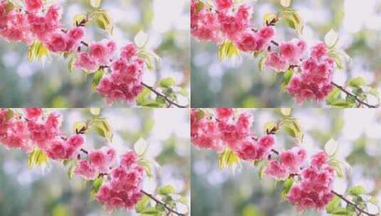 粉红色的樱花高清在线视频素材下载