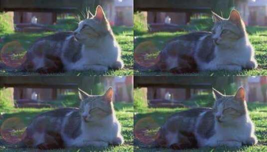 日落时分，一只家猫平静而困倦地躺在草坪上高清在线视频素材下载