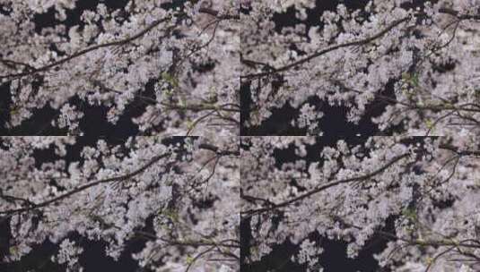 4K梦幻夜晚樱花飘落实拍视频高清在线视频素材下载