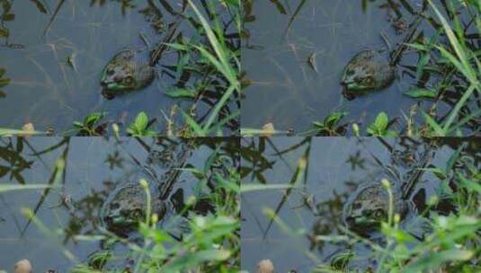 水里的牛蛙高清在线视频素材下载