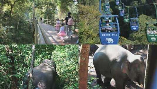 西双版纳-野象谷景区-大象合集高清在线视频素材下载