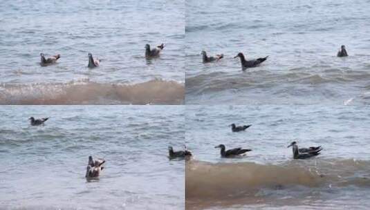 海面海浪上飞翔的海鸥高清在线视频素材下载