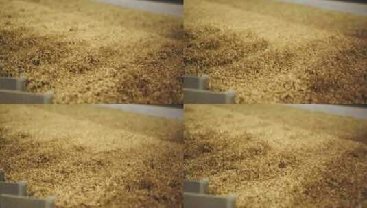 大麦粒加工在电梯干燥和储存准备中的应用高清在线视频素材下载