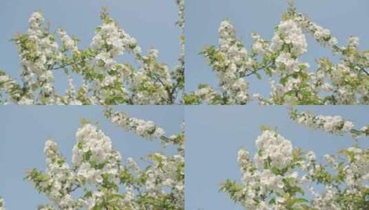白色海棠花春天花朵花瓣特写空景空镜高清在线视频素材下载