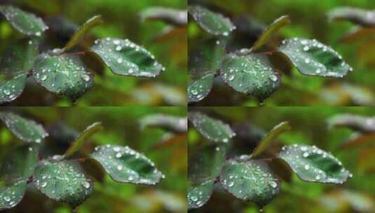 雨天植物叶子的雨水雨滴水珠的自然治愈风景高清在线视频素材下载