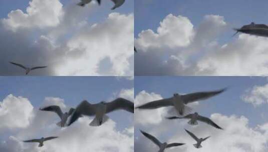 大海海鸥飞翔【4K】高清在线视频素材下载