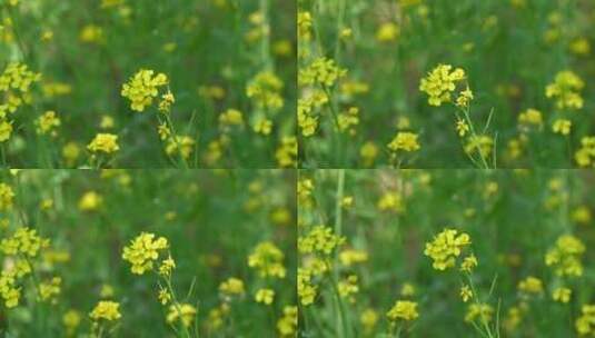 春天盛开的黄色油菜花与采蜜蜜蜂满画幅特写高清在线视频素材下载