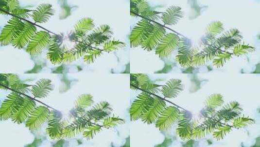 春天阳光下的绿色水杉枝叶逆光仰拍特写高清在线视频素材下载