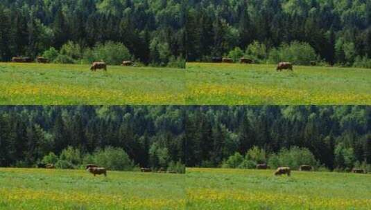 草原牧场上的牛在吃草高清在线视频素材下载