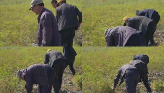 小茴香种植高清在线视频素材下载