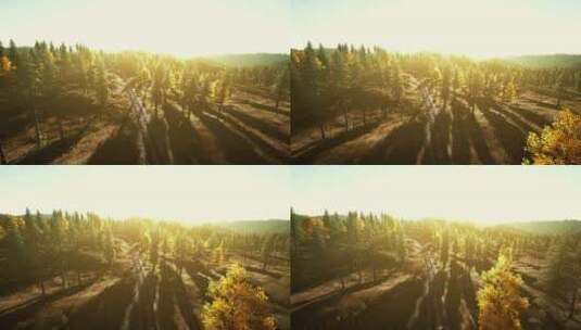 从上面看宁静的森林景观上令人惊叹的日落高清在线视频素材下载