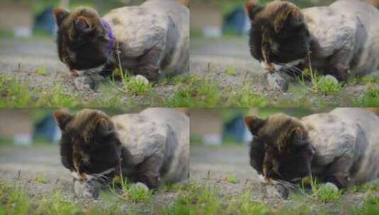 猫抓老鼠，在房子附近的草地上玩动物的街头高清在线视频素材下载