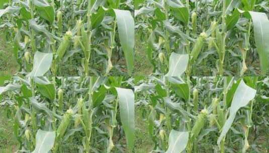 玉米 玉米地 农业高清在线视频素材下载