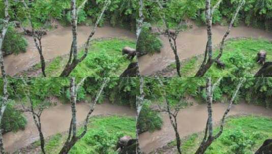 西双版纳雨林野象群高清在线视频素材下载