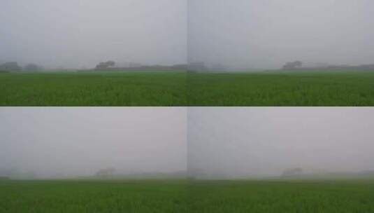 水稻农田雾气扩散延时高清在线视频素材下载