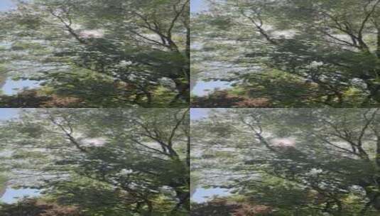 阳光 树叶 微风高清在线视频素材下载