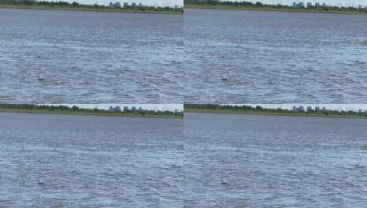 燕子在湖面点水高清在线视频素材下载