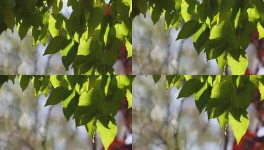 微风吹动绿色叶子植物夏季风景高清在线视频素材下载