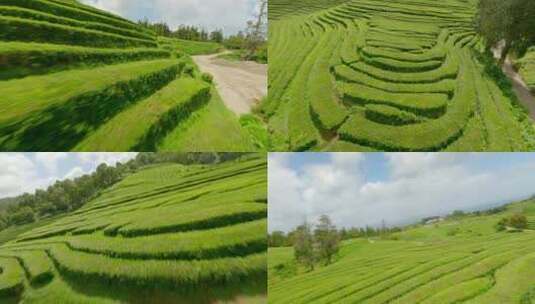 种植园，梯田，茶， Fpv高清在线视频素材下载