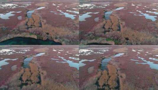 在湿地空中生长的灌木丛和树木附近飞行的野高清在线视频素材下载