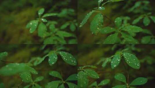 郁郁葱葱的绿色森林雨滴高清在线视频素材下载