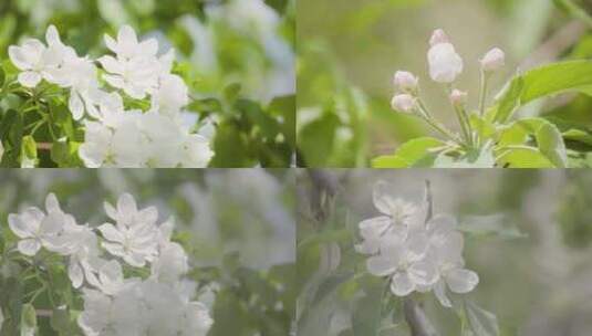 春天白色花卉开花盛开高清在线视频素材下载