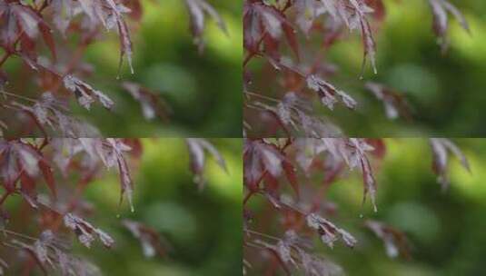 秋天枫叶在雨中轻轻摇动高清在线视频素材下载