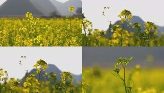 春天的油菜花田高清在线视频素材下载