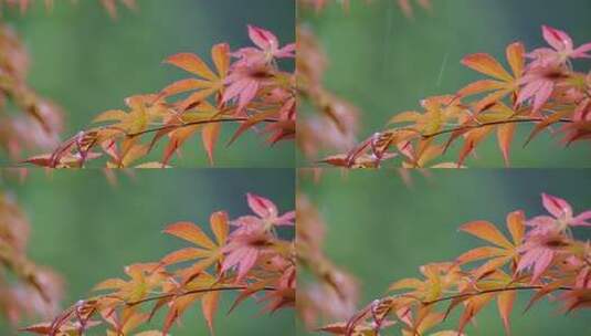 红枫叶下雨小雨秋雨秋天立秋高清在线视频素材下载