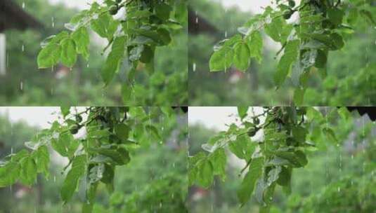 下雨天雨滴树叶高清在线视频素材下载