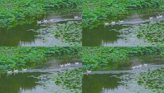 观赏丘陵鹅在荷花池中活动高清在线视频素材下载