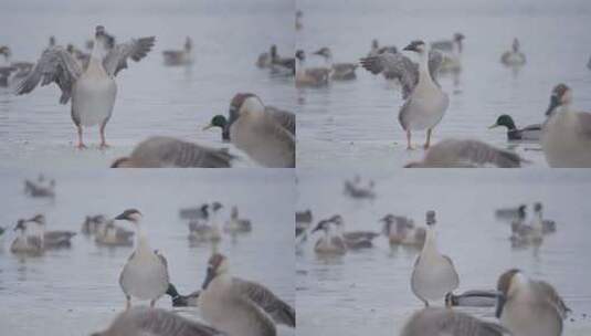 冬季湖面上野生的大雁和野鸭子高清在线视频素材下载