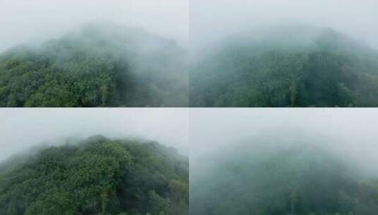 云雾缭绕森林航拍高清在线视频素材下载