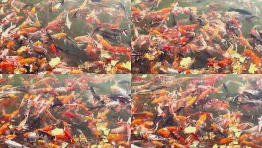 锦鲤鱼群在水下游动高清在线视频素材下载