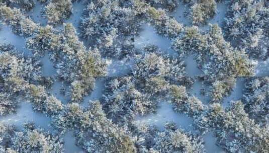 呼伦贝尔自然风光松林雪景雪花飘落高清在线视频素材下载