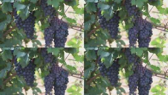 葡萄园 葡萄 生产 树叶高清在线视频素材下载