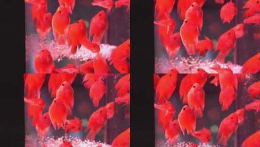  观赏鱼 宠物鱼高清在线视频素材下载