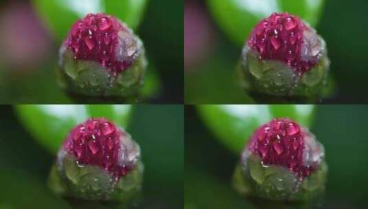 春天雨后含苞欲放的茶花粉色山茶花高清在线视频素材下载