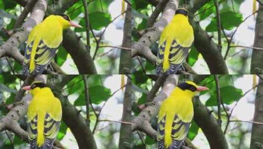 一只黄色的鸟在树枝上高清在线视频素材下载