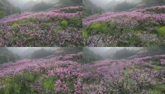 福建福安穆阳穆云玉林桃花高清在线视频素材下载