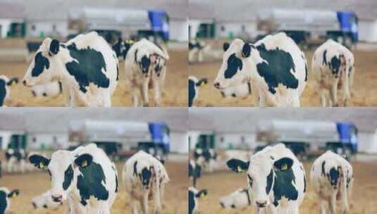在吃草的奶牛奶牛养殖现代农业绿色生态高清在线视频素材下载