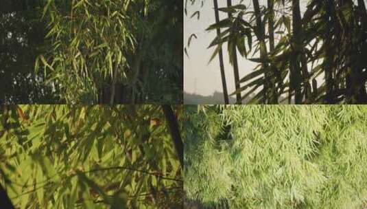 竹林农村空镜高清在线视频素材下载