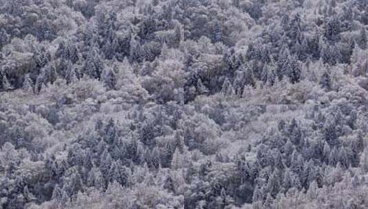 秦岭森林雾凇雪景高清在线视频素材下载